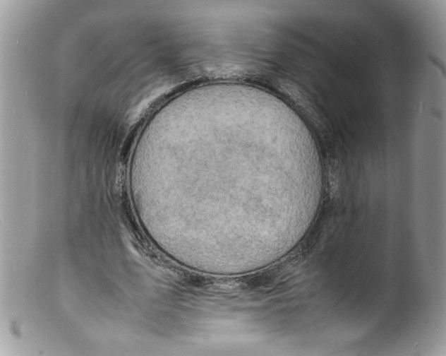 X0000098160583200805151231