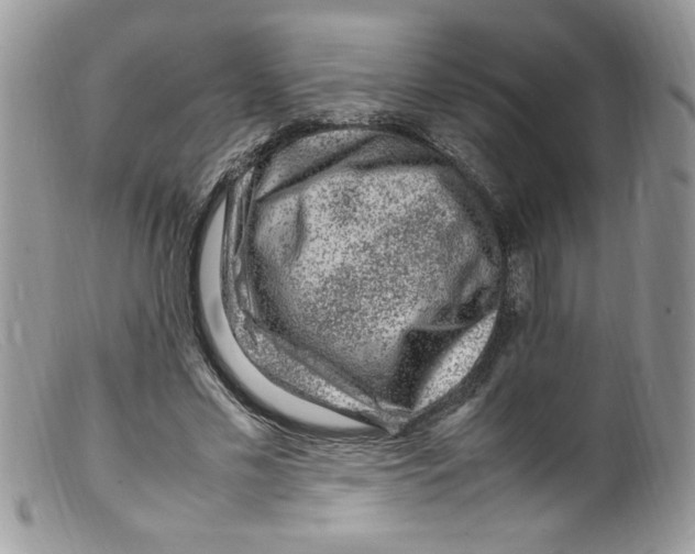 X0000098160589200805151231