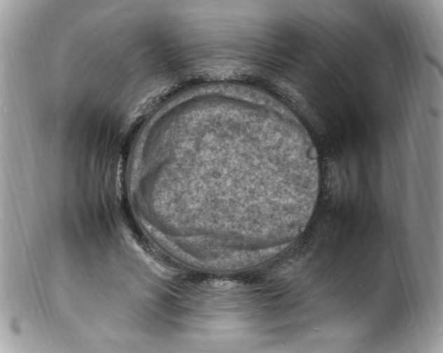 X0000098160590200805151231