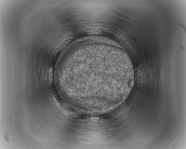 X0000098160598200805151231