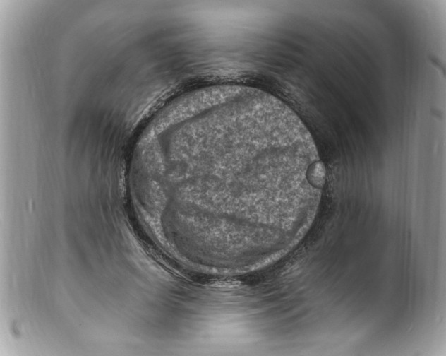 X0000098160642200805151230