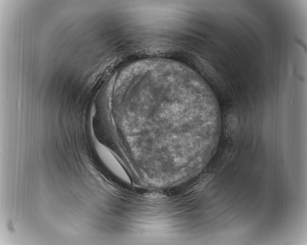 X0000098160644200805151230