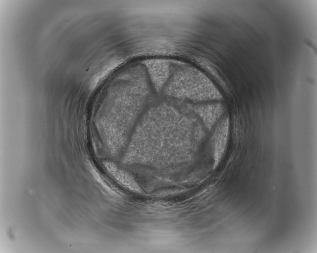 X0000098160677200805151229