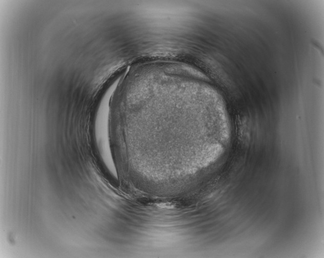 X0000098160692200805151229