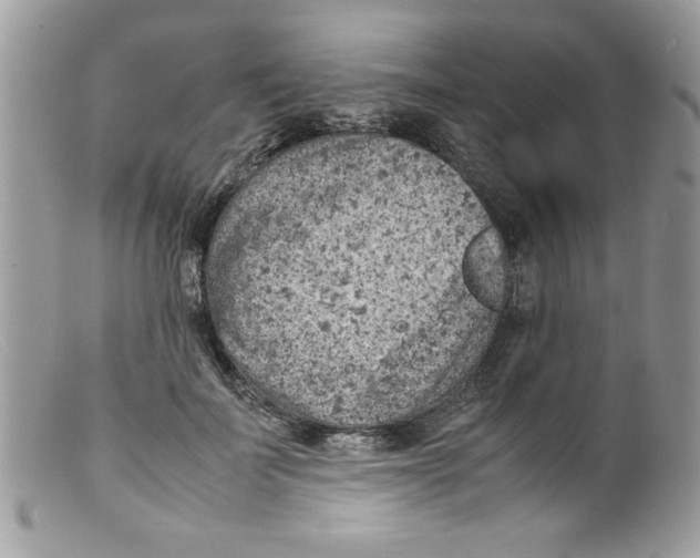 X0000098160699200805151229