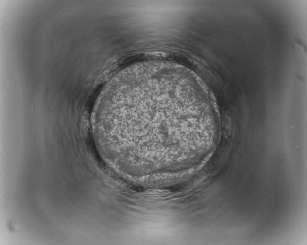 X0000098160707200805151229