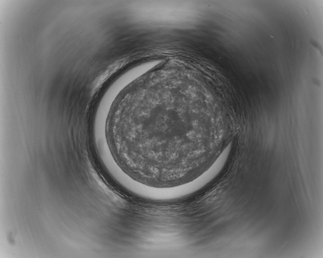 X0000098160734200805151228