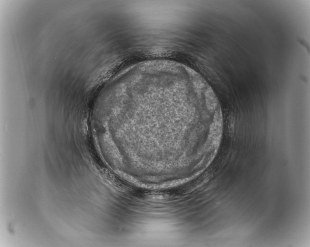 X0000098160746200805151228