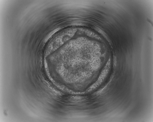 X0000098160829200805151227