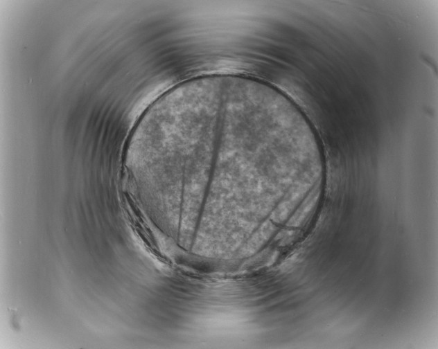 X0000098160850200805151227