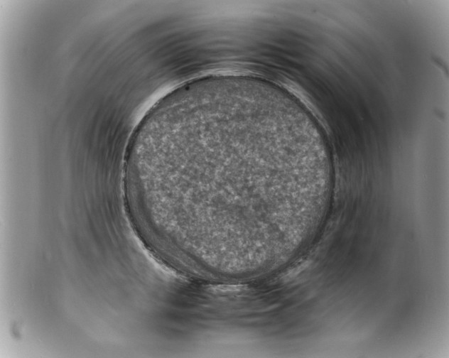 X0000098160853200805151227