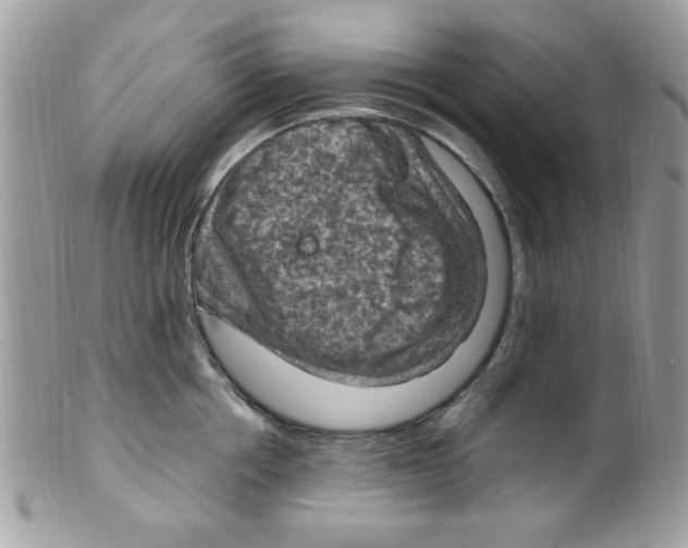 X0000098160858200805151227