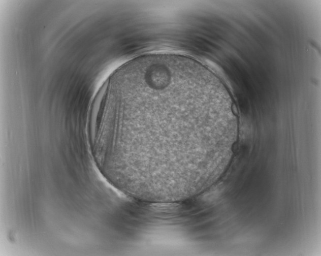 X0000098160863200805151227