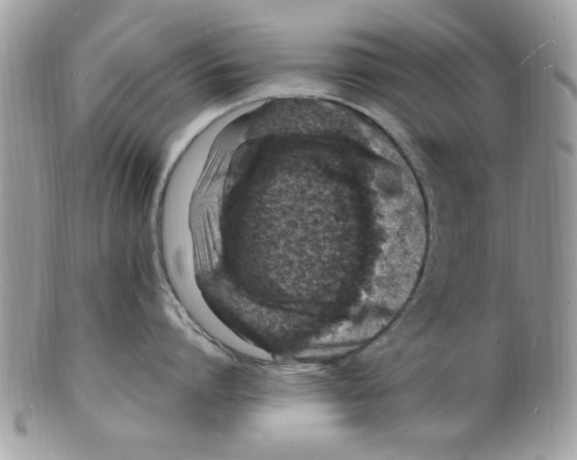 X0000098160864200805151227