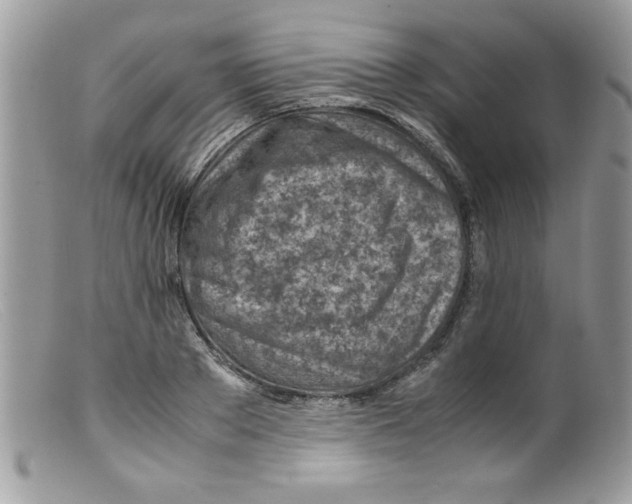 X0000098160889200805151226