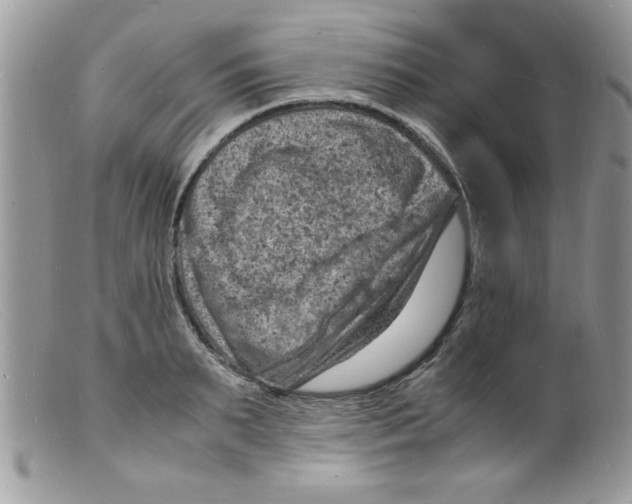 X0000098160895200805151226