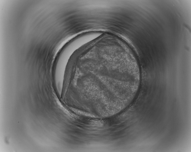 X0000098160935200805151225