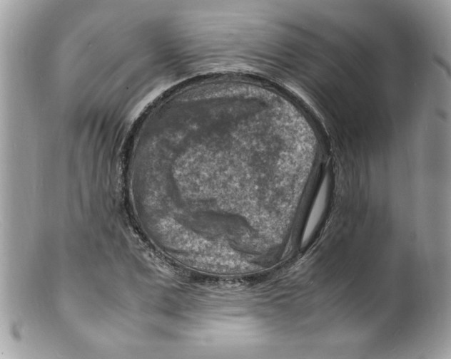 X0000098160975200805151225