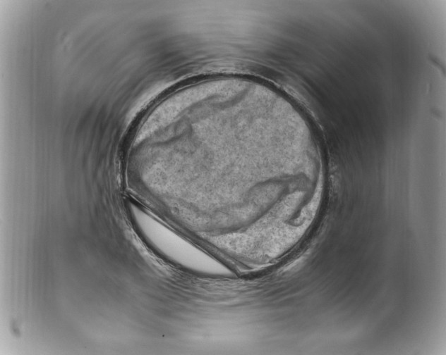 X0000098160981200805151225