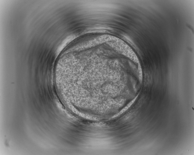 X0000098160994200805151225