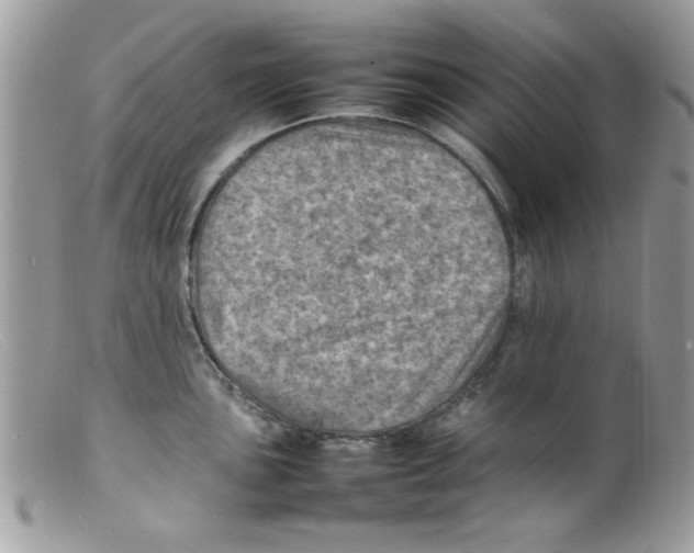X0000098161051200805151224