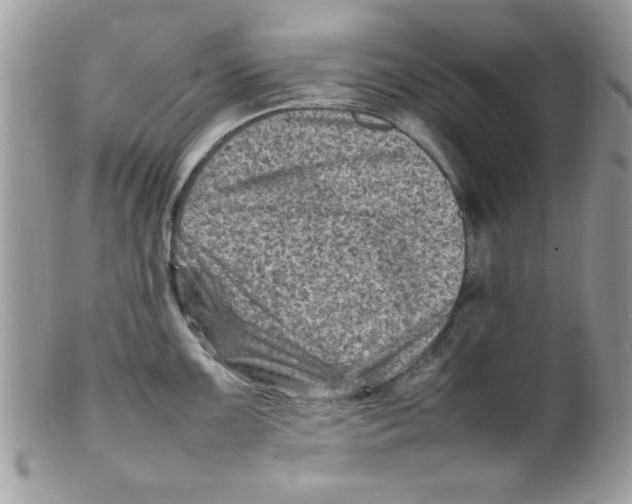 X0000098161099200805151223