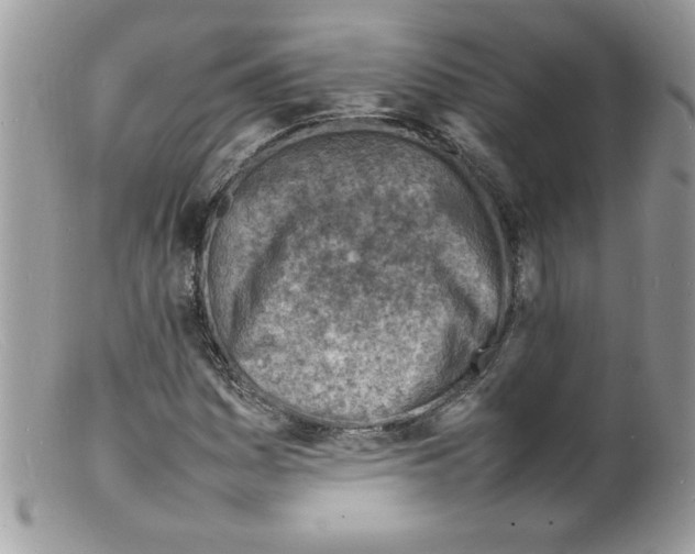 X0000098161161200805151222