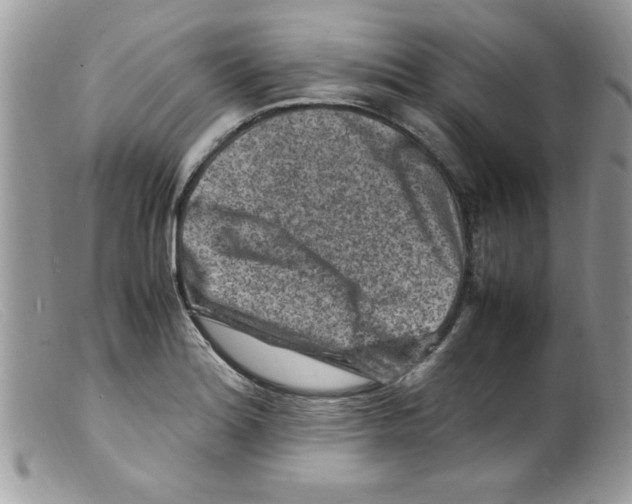 X0000098161180200805151222