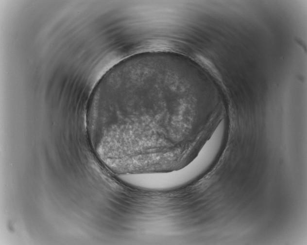 X0000098161226200805151221