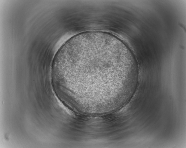 X0000098161231200805151221