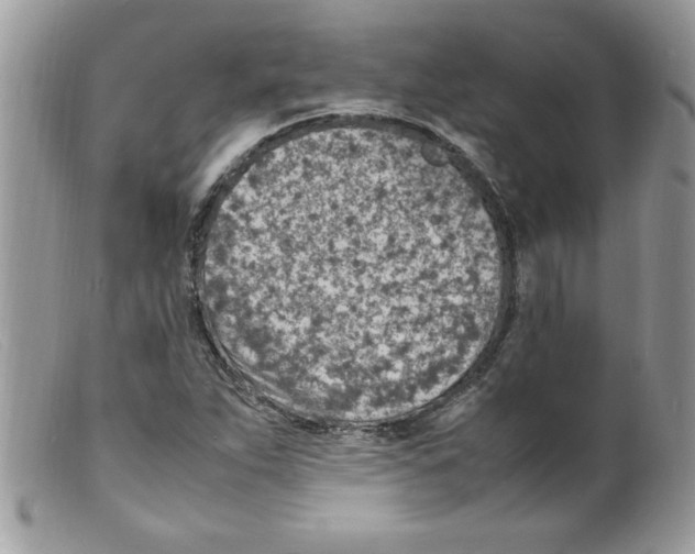 X0000098161263200805151220