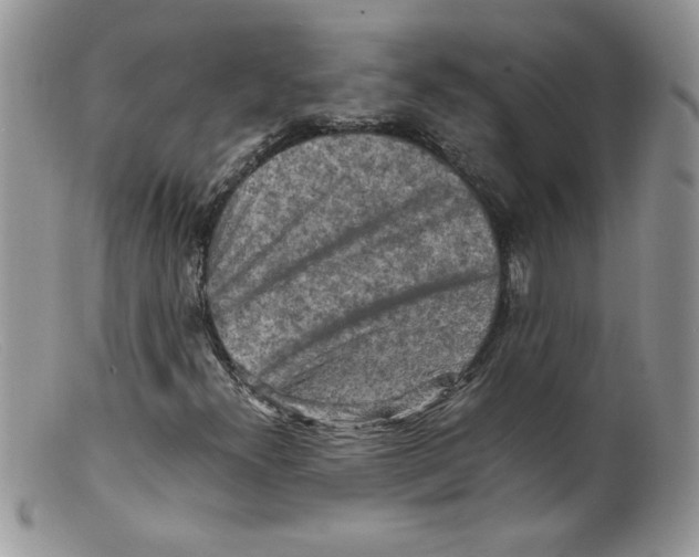 X0000098161300200805151219