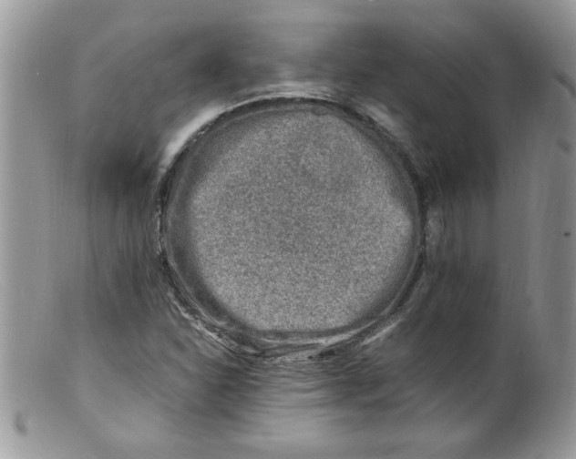 X0000098161310200805151219