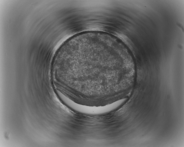 X0000098161331200805151220