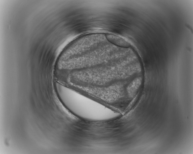 X0000098161333200805151220