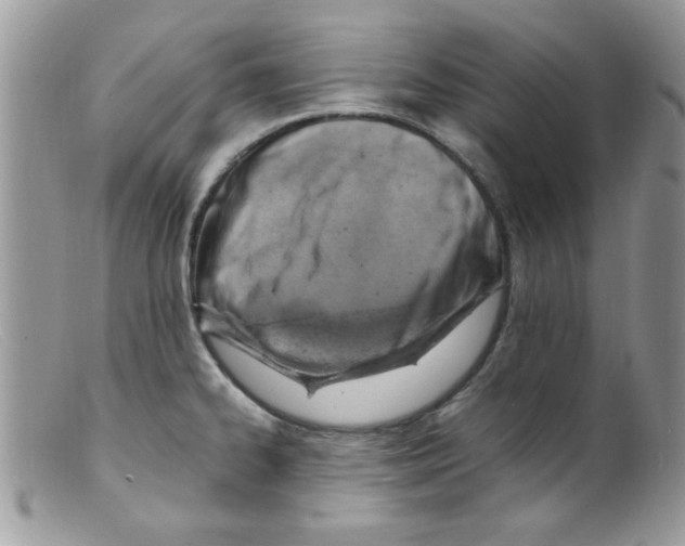X0000098161334200805151220
