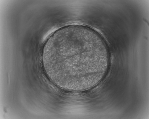 X0000098161359200805151219