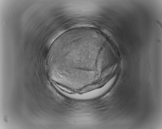 X0000098161369200805151219