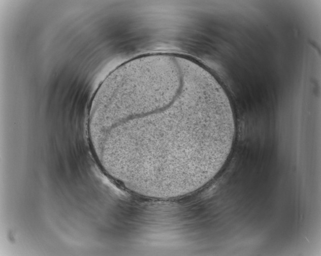 X0000098161374200805151219