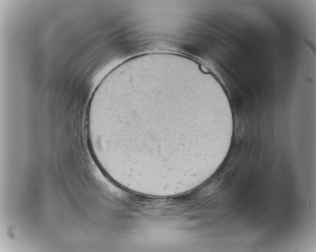 X0000098161387200805151218
