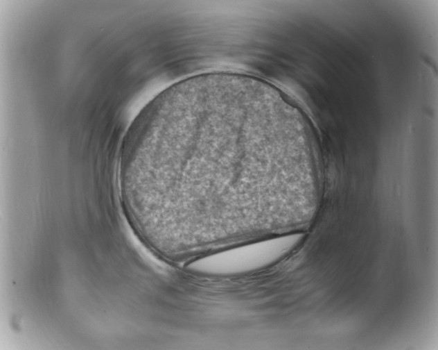 X0000098161391200805151218