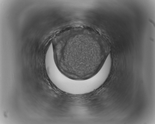 X0000098161445200805151217