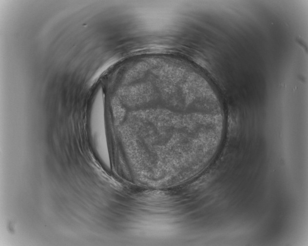 X0000098161450200805151217