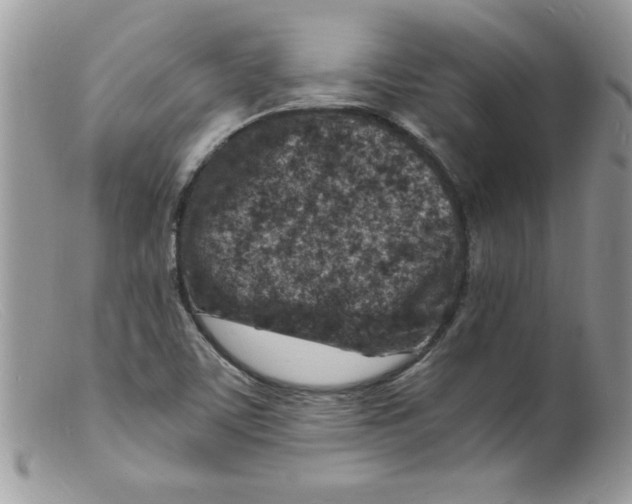 X0000098161459200805151217
