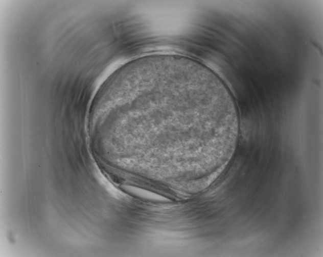 X0000098161482200805151217