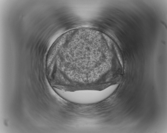 X0000098161483200805151217