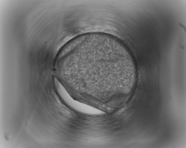 X0000098161505200805151216