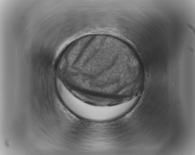 X0000098161506200805151216