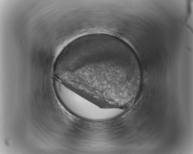 X0000098161508200805151216