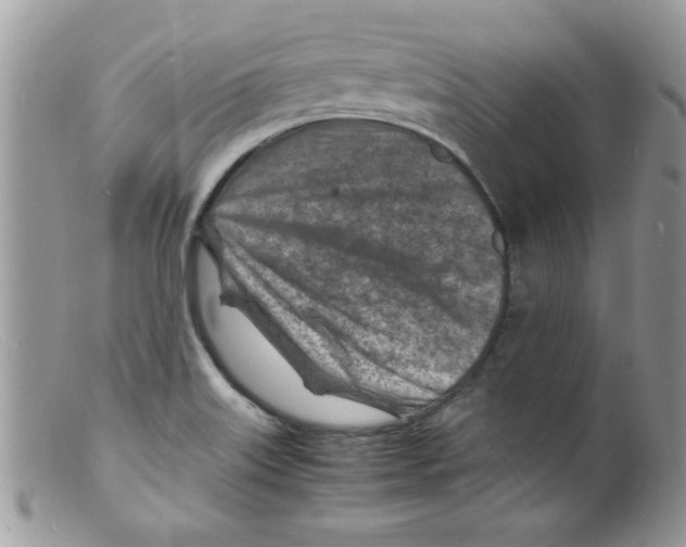 X0000098161515200805151217